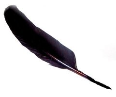 Natural Turkey Feather Wing - Black - 300mm